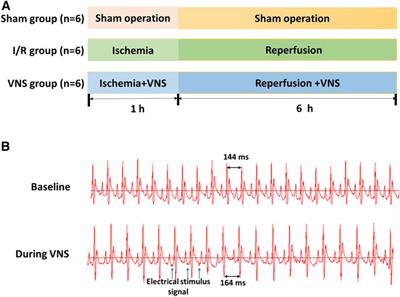 Vagus Nerve Stimulation Attenuates Acute Skeletal Muscle Injury Induced by Hepatic Ischemia/Reperfusion Injury in Rats